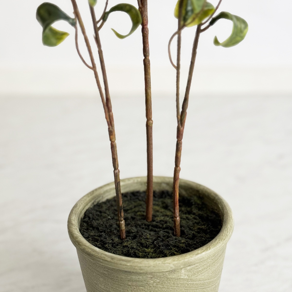 ベンジャミン・バロック H60cm（ポット付き）｜フェイクグリーンなら