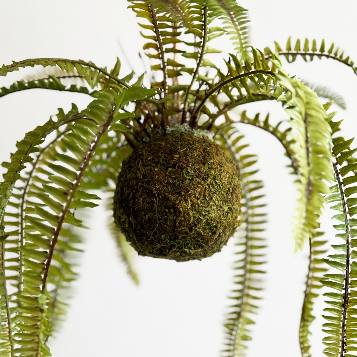 ソードファン モスボール（麻紐付き）｜フェイクグリーンならデコレラ