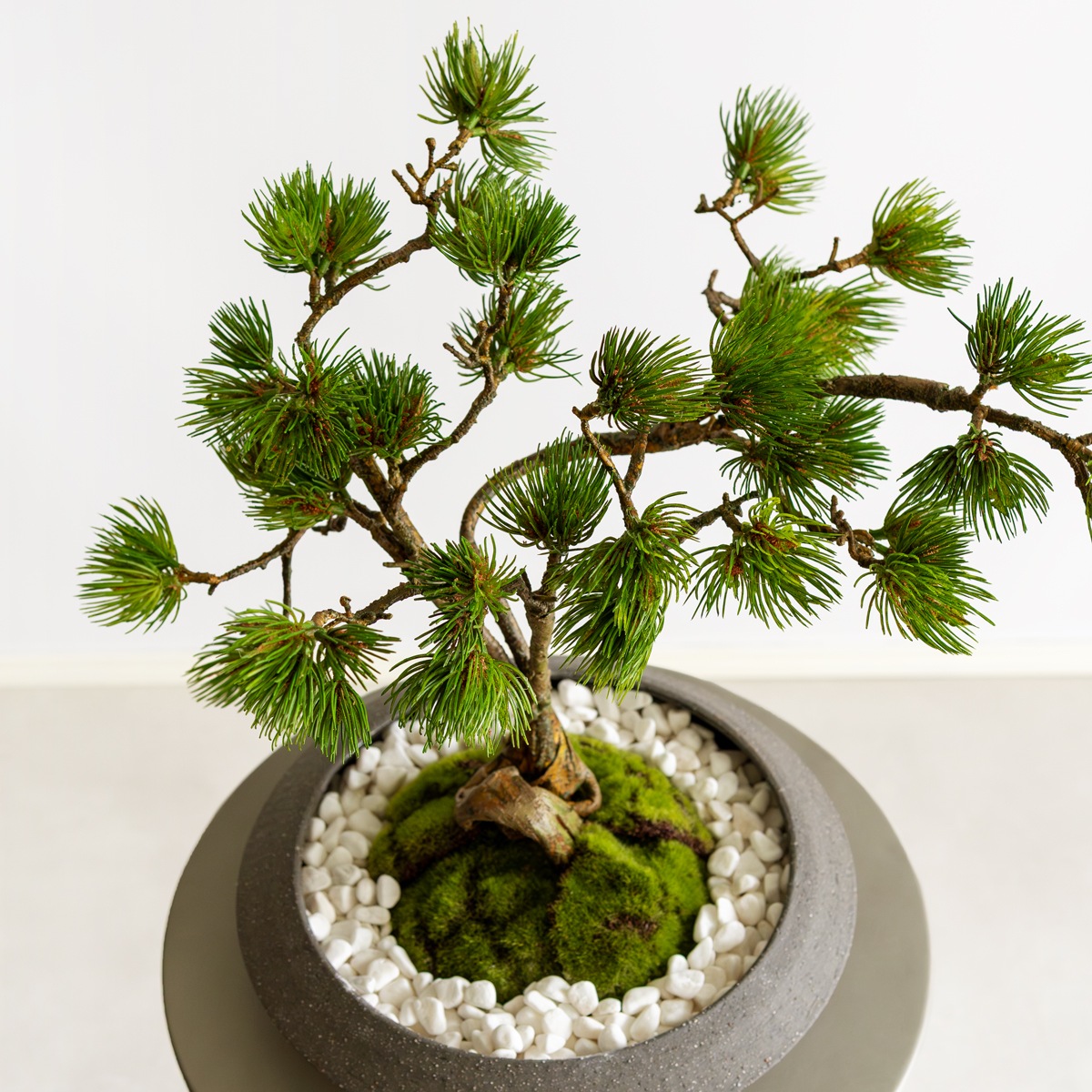 松 盆栽（平鉢）｜フェイクグリーンならデコレラ公式通販