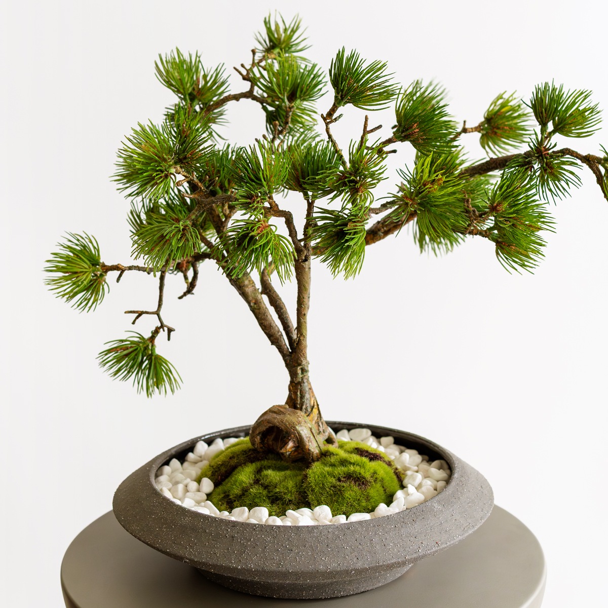 松 盆栽（平鉢）｜フェイクグリーンならデコレラ公式通販