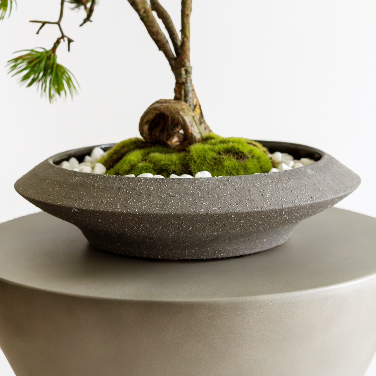 盆栽鉢　原茂 鵬松 盆栽鉢 原茂 鵬松 黒松ねじれ 盆栽風 皿付き3号鉢 |