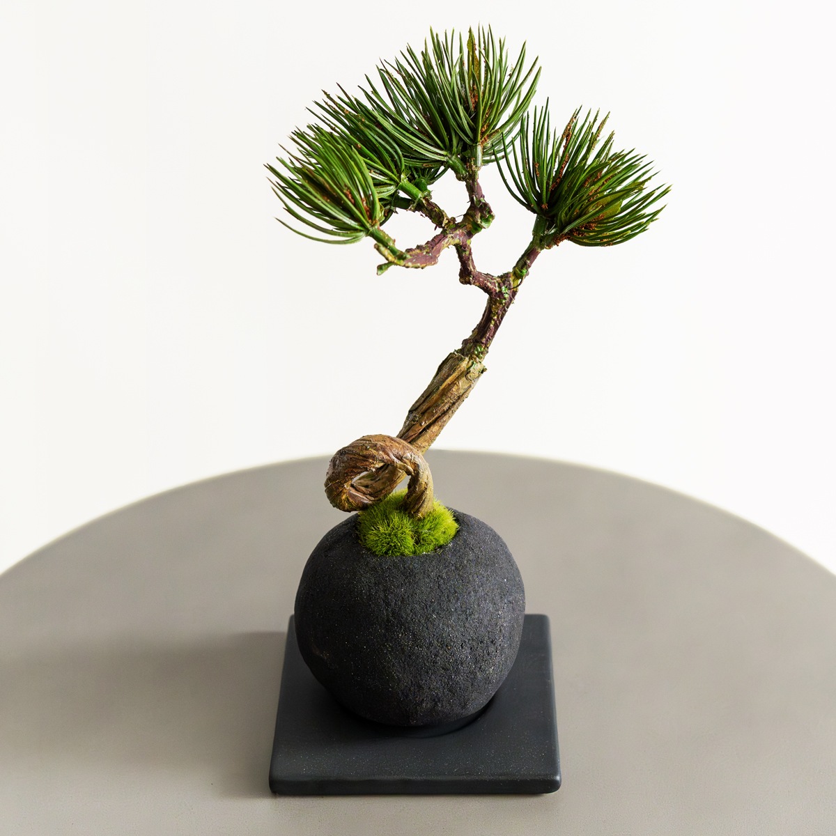 松 吹き流し ミニ盆栽（黒皿付き）｜フェイクグリーンならデコレラ公式通販