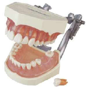 複製歯牙着脱顎模型 PE-ANA009[ニッシン]