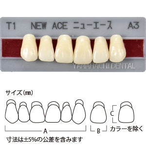 グロリア ニューエース前歯 上顎 T2 A3 (6歯)[山八歯材工業]