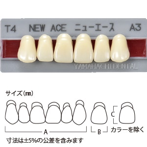 グロリア ニューエース前歯 上顎 TL4 A3 (6歯)[山八歯材工業]