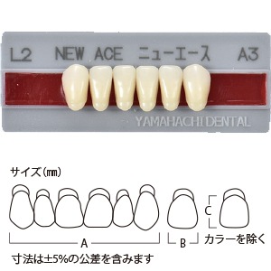 グロリア ニューエース前歯 下顎 L5 A3 (6歯)[山八歯材工業]