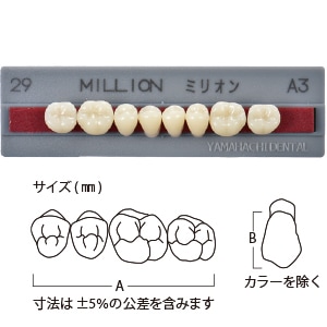 ミリオン臼歯  4-29  下顎[山八歯材工業]