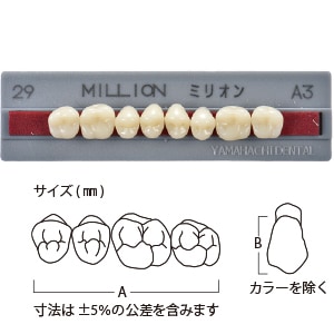 ミリオン臼歯  56-29  上顎[山八歯材工業]