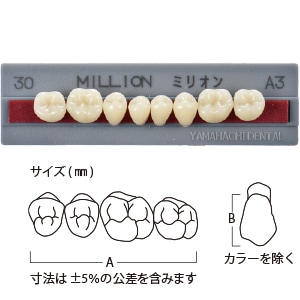ミリオン臼歯  4-30  下顎[山八歯材工業]
