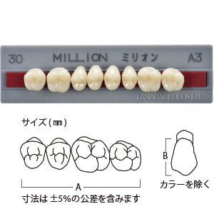 ミリオン臼歯  56-30  上顎[山八歯材工業]
