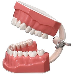 顎模型コンパクト