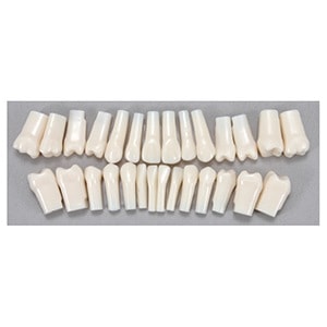 歯牙着脱模型 歯牙スペア