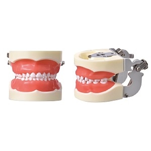 【ｾｰﾙ】歯牙着脱模型(小児)