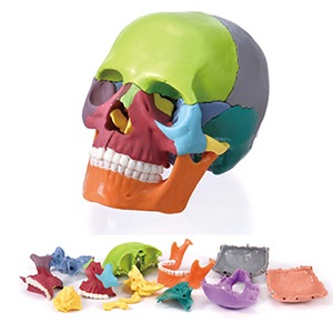 【ｾｰﾙ】ミニミニスカル15分割