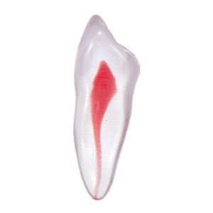 エンドトレーニング トゥース 犬歯