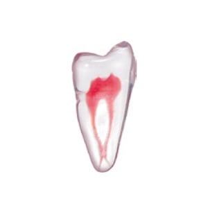 エンドトレーニング トゥース 第一小臼歯(2-1-2)