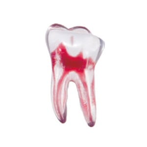 エンドトレーニング トゥース 下顎大臼歯(2-1-2)