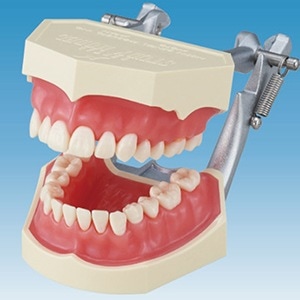 複製模型歯着脱顎模型[ニッシン]