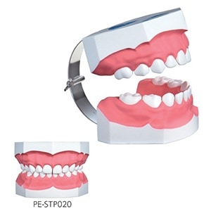 歯磨き指導顎模型[ニッシン]