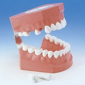 歯磨き指導顎模型[ニッシン]