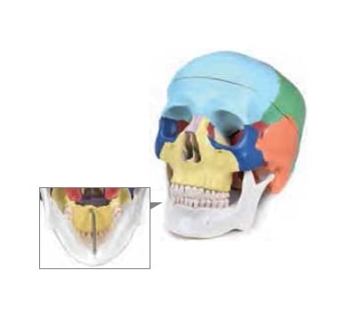 【ｾｰﾙ】頭蓋骨ｶﾗｰ模型