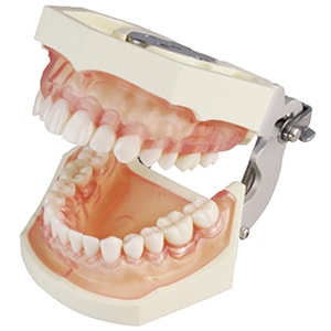 SRP用顎模型[ニッシン]