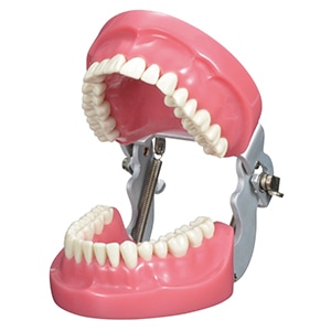 プラクティス顎模型 本体