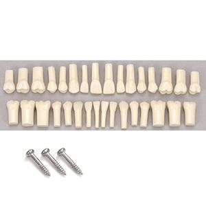 プラクティス顎模型 リペアトゥース