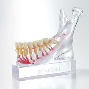 下顎神経説明用模型 PE-ANA012[ニッシン]