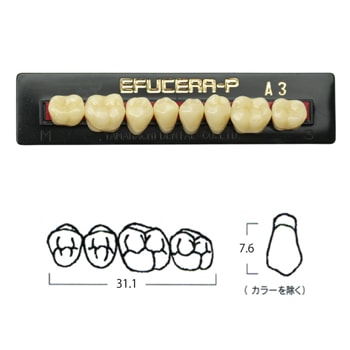 エフセラ-P 28-A3 下顎 (8歯)[山八歯材工業]