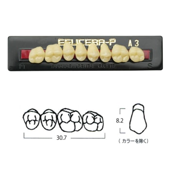 エフセラ-P 30-A3 上顎 (8歯)[山八歯材工業]