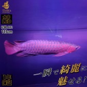 120cm｜AR2-120-EX | 紅龍オーナー必見！一瞬でアロワナを美しく魅せる水中LEDライト