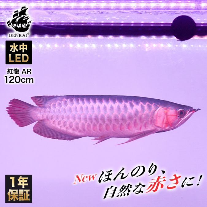 水槽 アロワナライト | おしゃれな照明専門店 でんらい公式