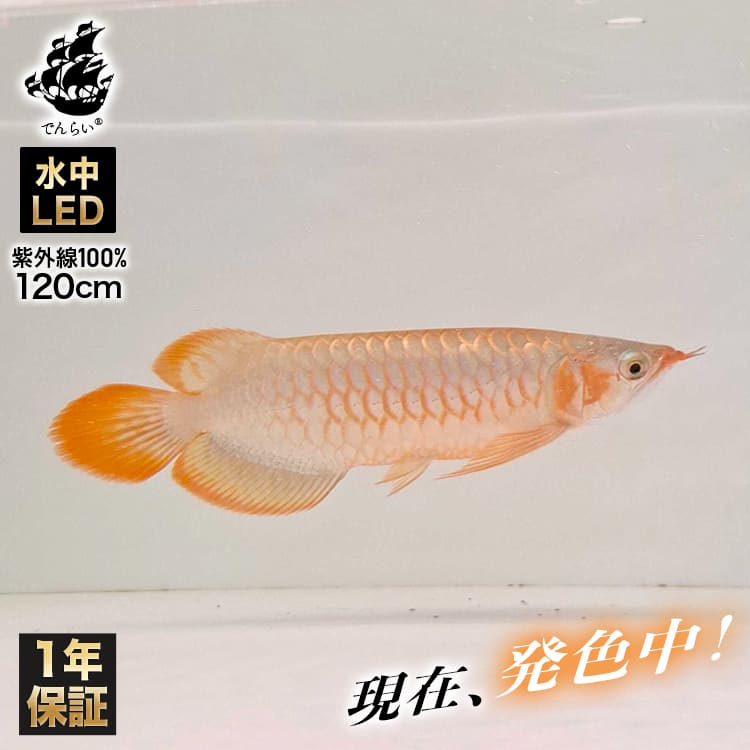 紫外線100％のLEDで紅龍・金龍の色彩をじっくり引き出す水中ライト