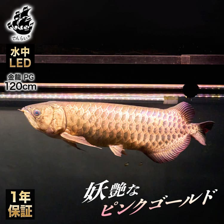 金龍の鱗を美しく照らす！ピンクゴールドの水中アロワナライト