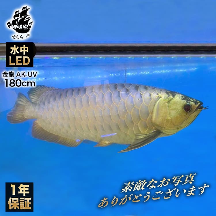 180cm｜AK-180UV-EX | UV-Aチップを40%配合！藍底金龍の美しさを引き出す水中LED