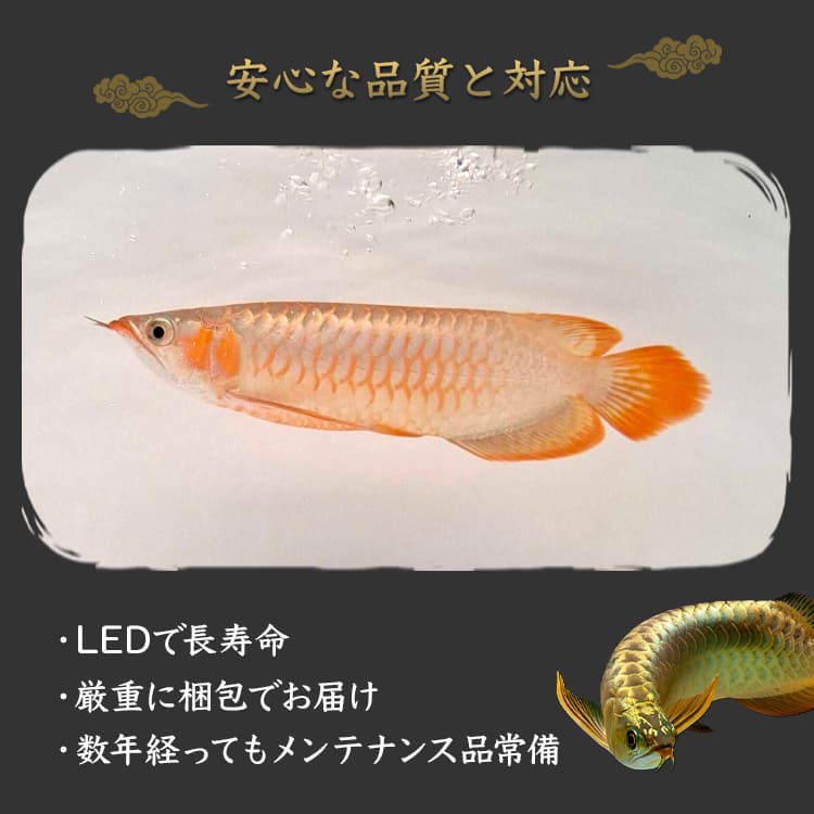 【予約販売】紫外線100％のLEDで紅龍・金龍の色彩をじっくり引き出す水中ライト｜UV100-A-120EX