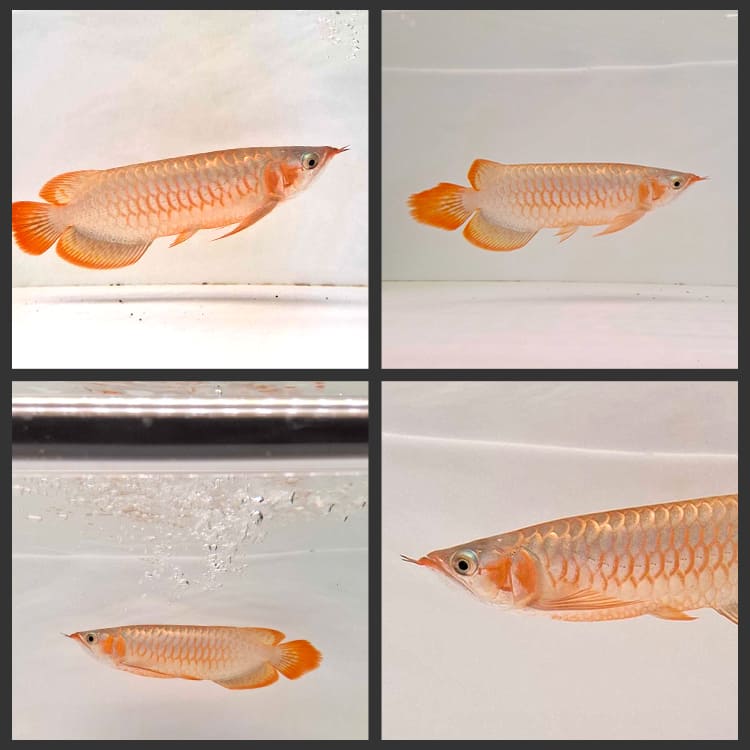 【予約販売】室内飼育のUV-A不足を補う、紫外線100%の水中LEDライト|UV100-A-150EX