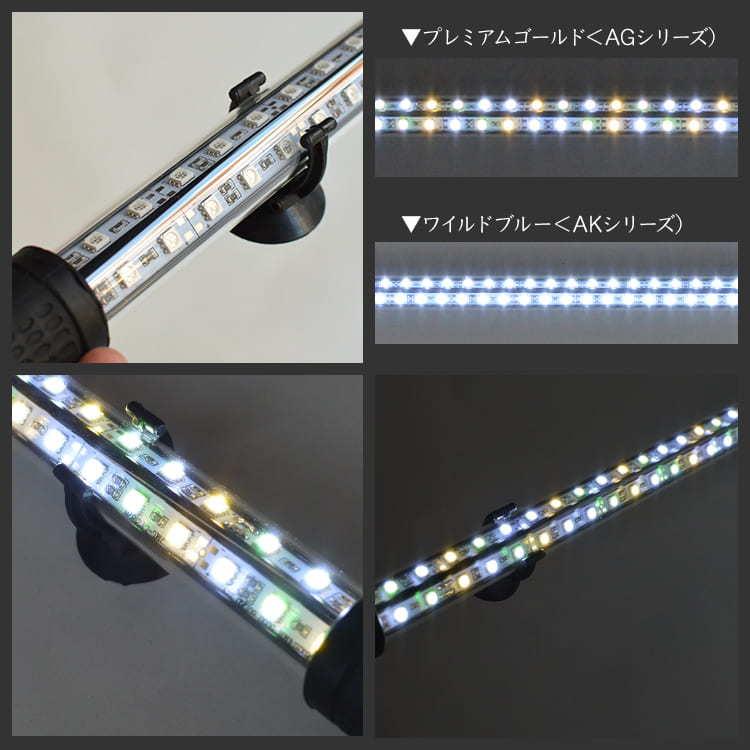 鱗一枚一枚を際立たせ、黄金の輝きを引き出す！金龍専用の水中LEDライト