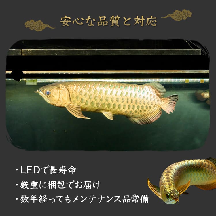 200cm｜AG200-EX | 金龍オーナー必見！金龍の美しさを最大限に引き出す水中LEDライト