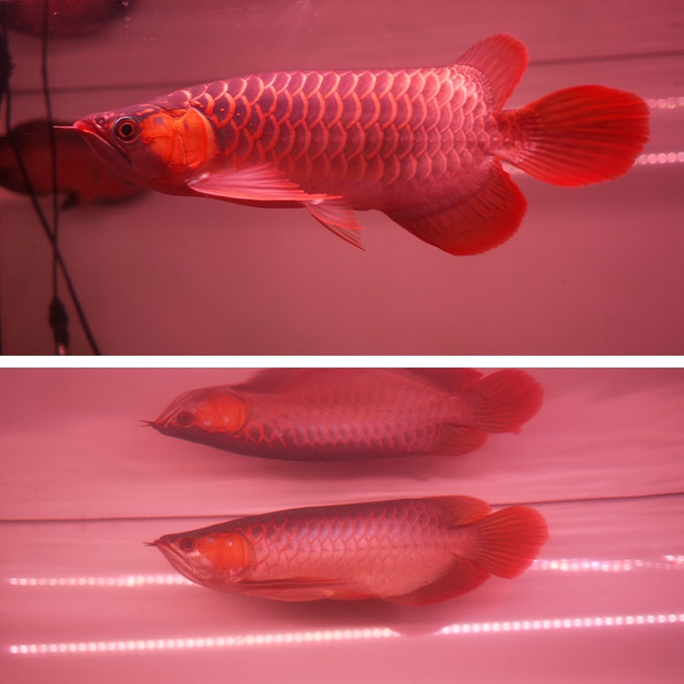 紅龍オーナー必見！一瞬でアロワナを美しく魅せる水中LEDライト