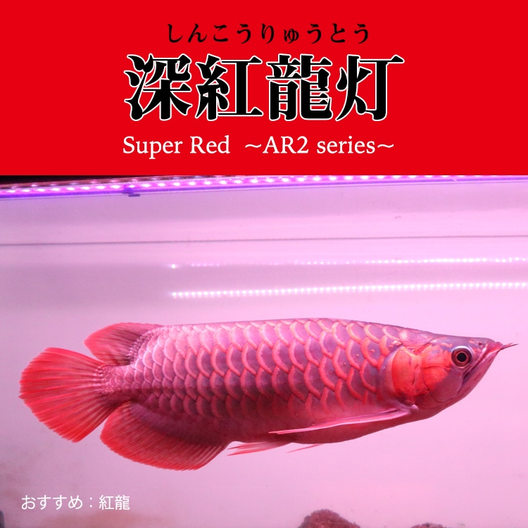 紅龍オーナー必見！一瞬でアロワナを美しく魅せる水中LEDライト