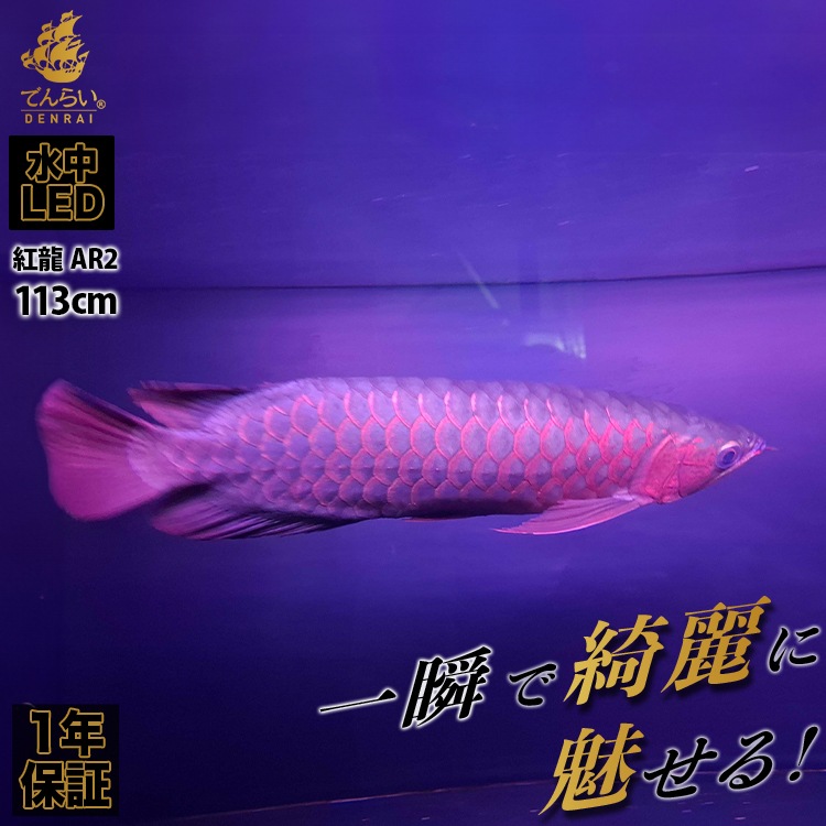 アロワナマジカルライト　82cm LED2列　水が赤く見えない 紅龍オーナー必見！一瞬でアロワナを美しく魅せる水中LEDライト