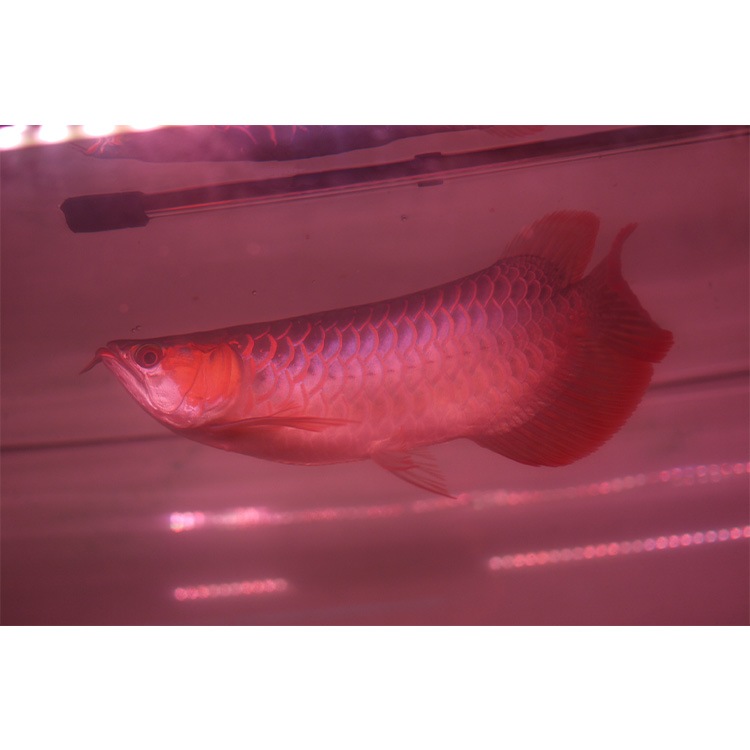 紅龍オーナー必見！一瞬でアロワナを美しく魅せる水中LEDライト