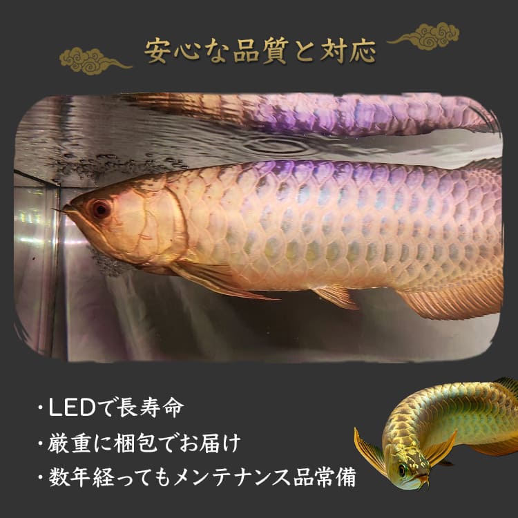 【予約販売】アロワナの美しさを引き出すピンクゴールドの水中LEDライト｜PG180-EX