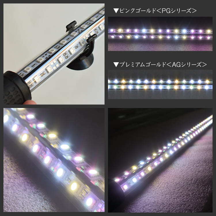 金龍専用ピンクゴールドの水中LEDライトでアロワナの鱗が優雅に輝く