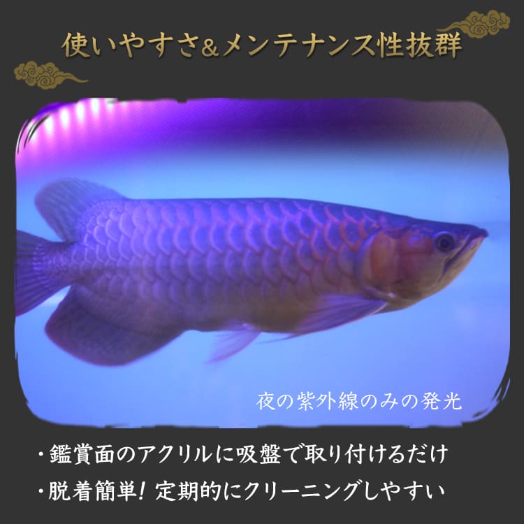 紫外線LEDでアロワナの生まれ育った環境に近づける水中ライト