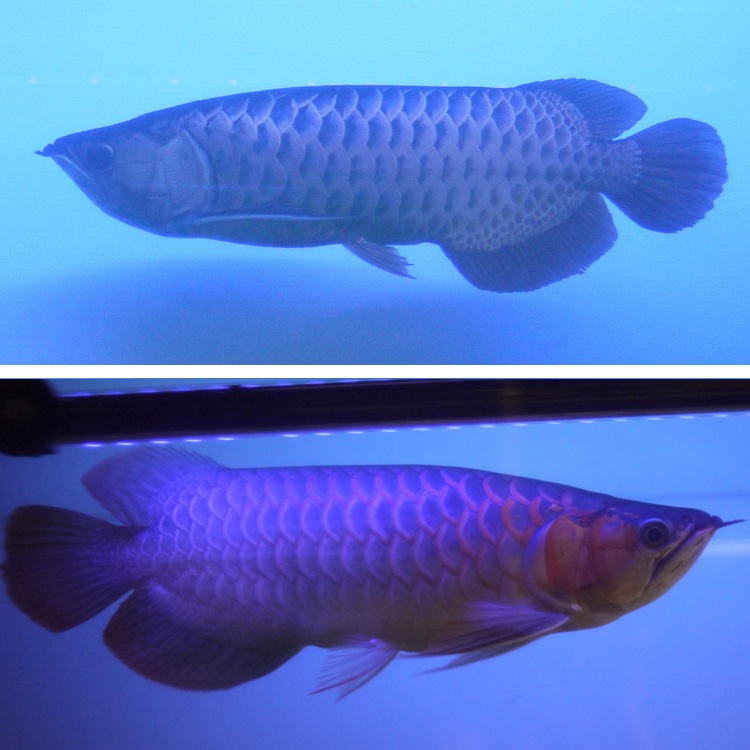シ*ウ様 でんらい製　紫熟龍灯　（ナイトメロー/UV100A）アロワナ色揚げライ ほんのり幻想的な紫の光で水槽を演出するアロワナ用LEDライト