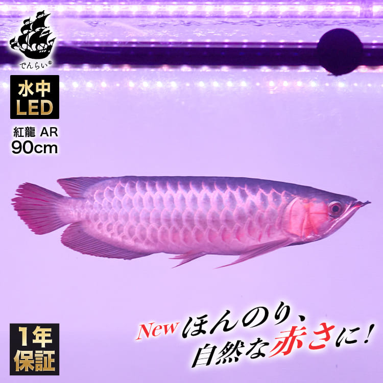 90cm｜AR90-EX | 鮮やかさを体感！水を赤くせず、紅龍の美しさを映し出す水中LEDライト