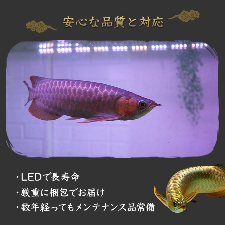 90cm｜AR90-EX | 鮮やかさを体感！水を赤くせず、紅龍の美しさを映し出す水中LEDライト